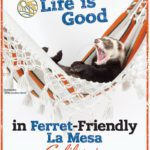 Life is good in ferret friendly La Mesa