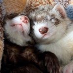 Housepets, not wild animals