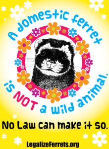 A domestic ferret is now a wild animal