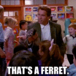 Arnold Schwarzenegger knew ferrets.